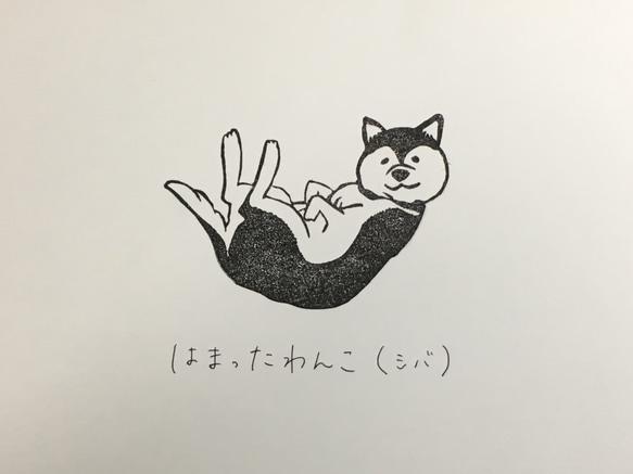 はまったわんこ(シバ) hnb＊ 1枚目の画像