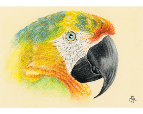 鳥のパステル画 b3a47cc74c38e5034aec94e9db8547