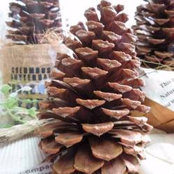 希少】松ぼっくり ロサンゼルス 50年以上前 レア 大きい 天然物 植物