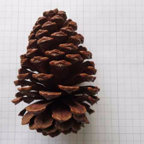 大きな松ぼっくり ダイオウショウ 九州産 天然 リース 素材 その他素材