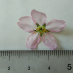 【2021年限定】桜の花 (啓翁桜) のピンク染めドライフラワー 2枚目の画像