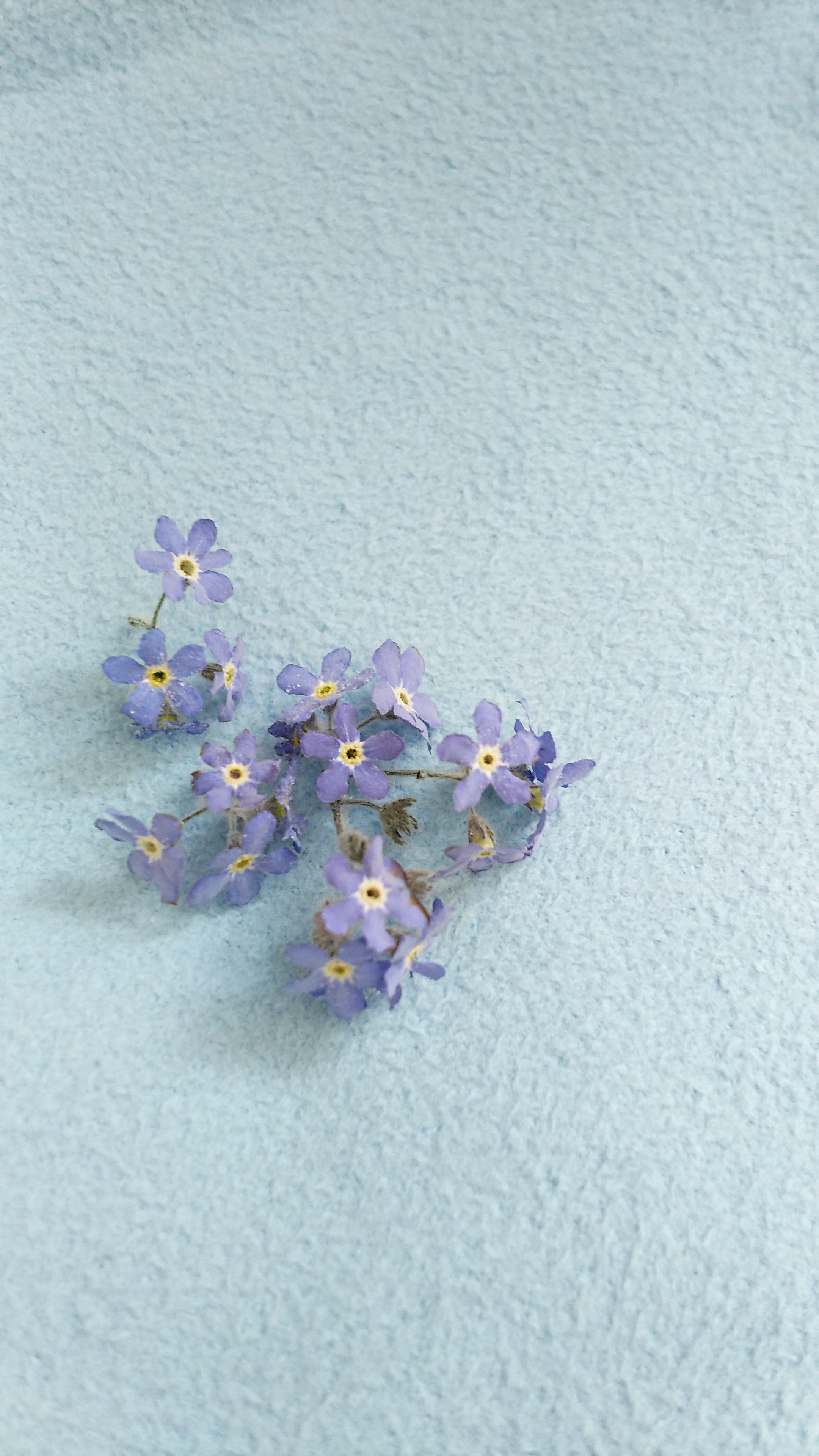 585 ゆうこ様●【ドライフラワー】勿忘草/わすれな草/忘れな草（ レジン ）