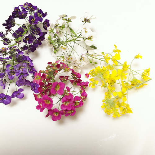限定】アリッサムドライフラワー その他素材 Lico.la-nature 通販
