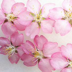 河津桜ドライフラワー　桜ドライフラワー　58 2020年限定】桜の花 (河津桜) のドライフラワー その他素材 Lico.la
