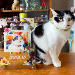 ビッグサイズ世界にひとつ うちの子記念 アクリルフォトスタンド ペット メモリアル  写真 ブライダル 入学 出産  猫 1枚目の画像