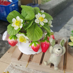 草莓黏土盆栽 第1張的照片