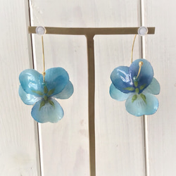 染め花を樹脂加工したビオラのフープピアス(M・ターコイズブルー) 3枚目の画像