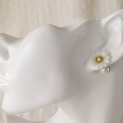 染め花を樹脂加工したミニデイジーピアス・コットンパールキャッチ(ホワイト) 1枚目の画像