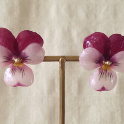 染め花を樹脂加工したビオラピアス( M・濃赤紫&薄赤紫) 1枚目の画像