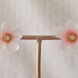 染め花を樹脂加工した桜ピアス(L・ホワイト×ピンク) 1枚目の画像