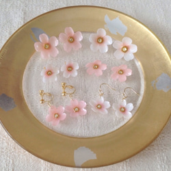 染め花を樹脂加工した桜ピアス(L・ホワイト×ピンク) 2枚目の画像