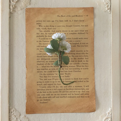 〈染め花〉シロツメクサのコサージュ 4枚目の画像
