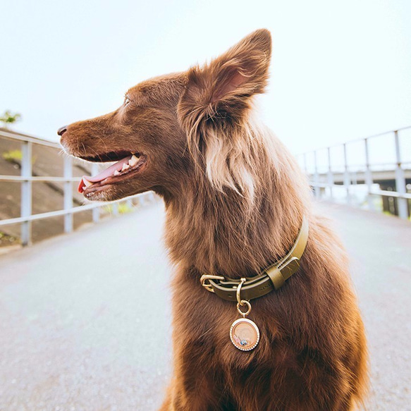 Uniq Q 個性化項鍊/寵物吊牌/鑰匙掛飾 - 玫瑰金色 L 尺寸 - 中型犬以上 第9張的照片