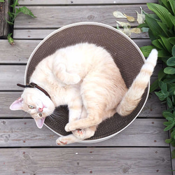 Kogongcat 冥想貓床｜貓床+貓抓板 雙面設計 (象牙白) 第1張的照片