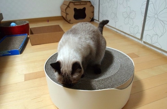 Kogongcat瞑想猫のベッド|段ボール置換グループ（シングルロードされました） 4枚目の画像