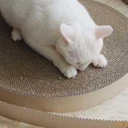 Kogongcat瞑想猫のベッド|段ボール置換グループ（シングルロードされました） 6枚目の画像