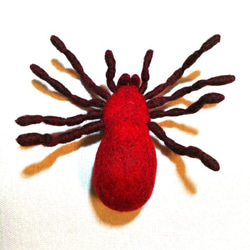 蜘蛛~赤 4枚目の画像
