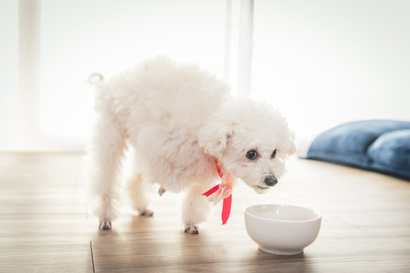 ３号サイズ　犬猫対応（１匹用） 3枚目の画像