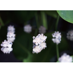 ☆ローズクォーツによる蓮の花のピアス　～Lotus flower 5枚目の画像