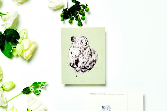 Set of 10 Endangered Species postcards 第2張的照片