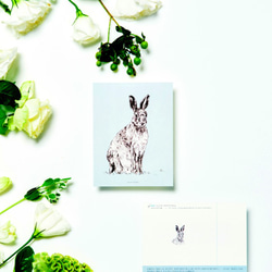 Set of 10 Endangered Species postcards 第4張的照片