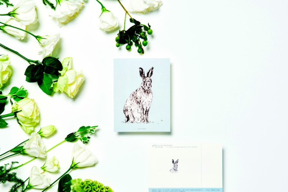 Set of 10 Endangered Species postcards 第4張的照片