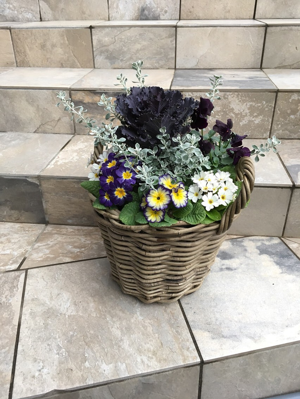 かご(バスケット)を使った寄せ植え…ガーデニングの時間がなくても、お庭や玄関先を、お花やグリーンで飾りませんか？ 2枚目の画像