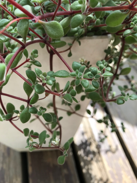 多肉植物 白いお花もかわいい✨ブロウメアナ カット苗 50本❣️ その他