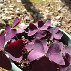 オキザリス 紫の舞  抜き苗（球根5球分）❣️ 1枚目の画像