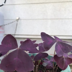 オキザリス 紫の舞  抜き苗（球根5球分）❣️ 2枚目の画像