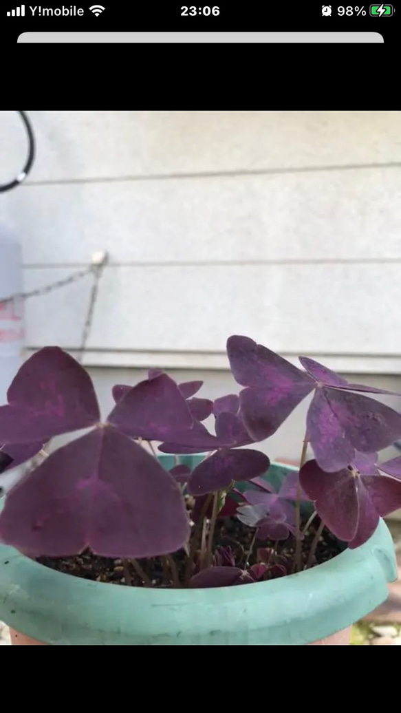 オキザリス 紫の舞  抜き苗（球根5球分）❣️ 2枚目の画像