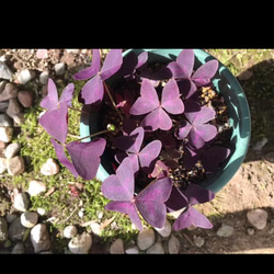 オキザリス 紫の舞  抜き苗（球根5球分）❣️ 3枚目の画像