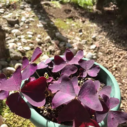オキザリス 紫の舞  抜き苗（球根5球分）❣️ 4枚目の画像