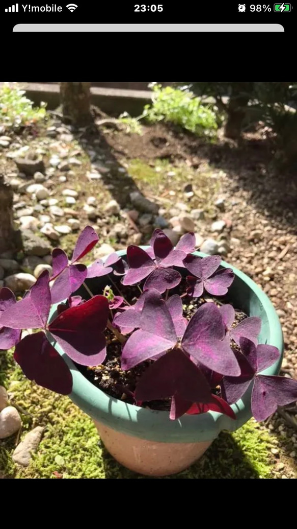 オキザリス 紫の舞  抜き苗（球根5球分）❣️ 4枚目の画像