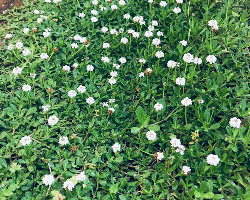 リッピア✴ヒメイワダレソウ 苗 秋に根付かせ冬越し！ ネコポス発送