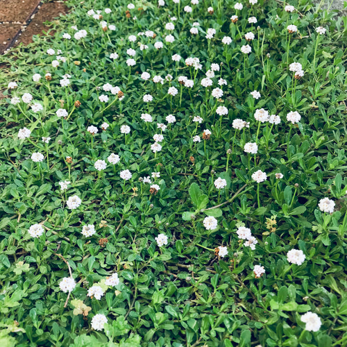 ヒメイワダレソウ（リッピア）可憐な白花 ✨根付き苗 約50g その他素材