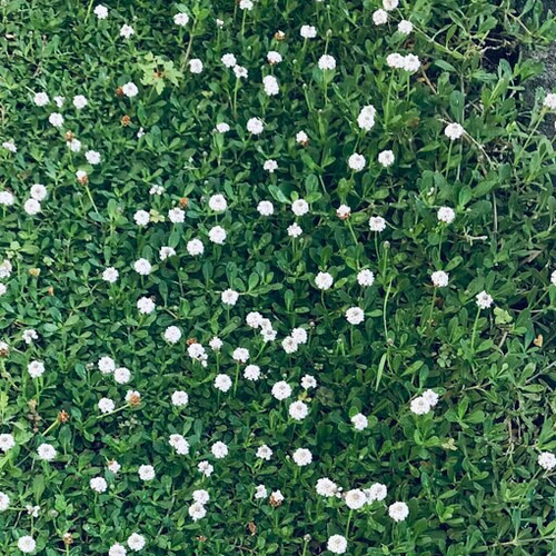 リッピア✴ヒメイワダレソウ 苗 秋に根付かせ冬越し！ ネコポス発送