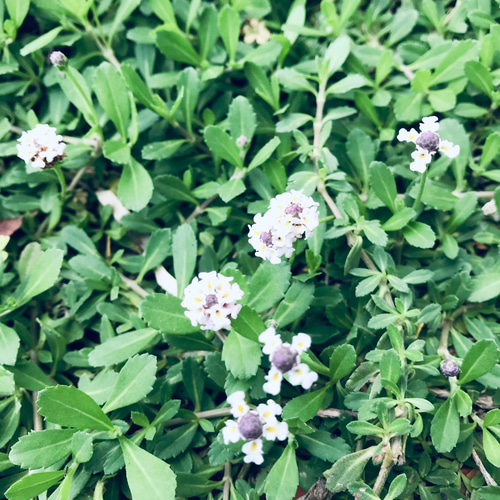 ヒメイワダレソウ（リッピア）可憐な白花 ✨根付き苗 約50g その他素材