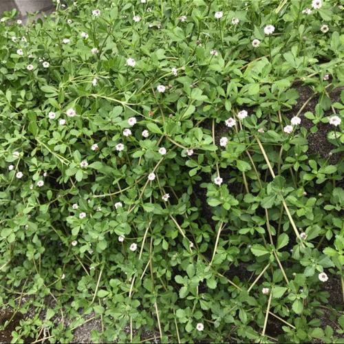 ヒメイワダレソウ（リッピア）可憐な白花 ✨根付き苗 約50g その他素材
