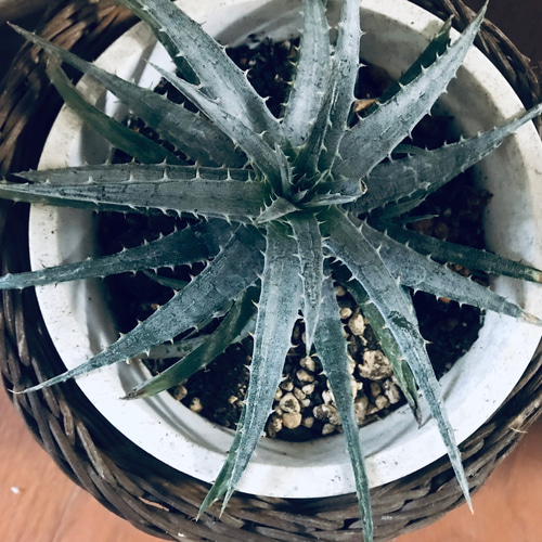 【現品】ディッキア・ニッケルシルバー　(デッキア）　８号　E3番 71-DR8NFerL._AC_UF350,