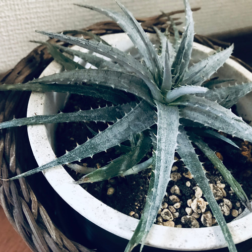 渋カッコいい✨ ディッキア ニッケルシルバー 根付き1株❣️ 抜き苗で