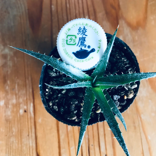 渋カッコいい✨ ディッキア ニッケルシルバー 根付き1株❣️ 抜き苗で