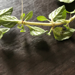 ペニーロイヤルミント  ❤️根つき苗（15〜20cm）5本 5枚目の画像