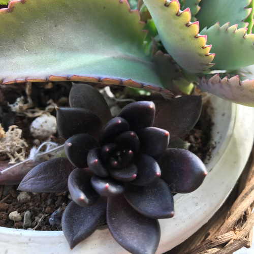 多肉植物 抜き苗 1株 エケベリア❤️ ブラックキング✨＋おまけ1苗 