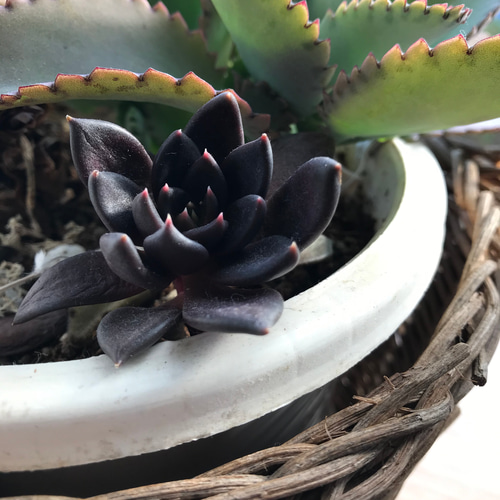 多肉植物 抜き苗 1株 エケベリア❤️ ブラックキング✨＋おまけ1苗 