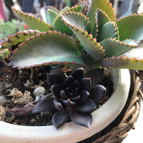 多肉植物 抜き苗 1株 エケベリア❤️ ブラックキング✨＋おまけ1苗 