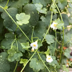 ツタバウンラン（シンバラリア）✨　　　レア❣️な白花の種　　だいたい100粒以上‼️ 3枚目の画像