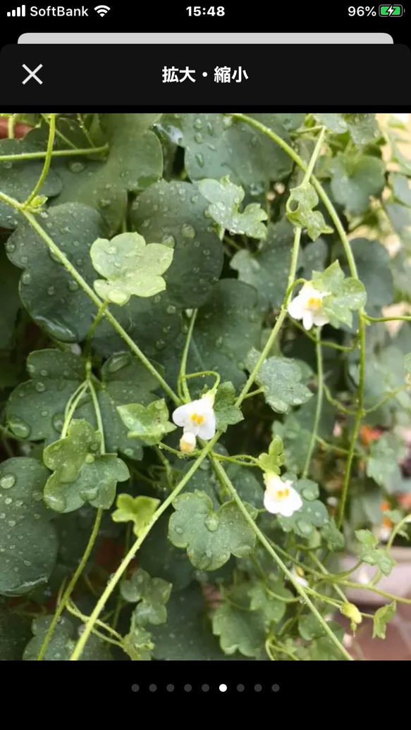 ツタバウンラン（シンバラリア）✨　　　レア❣️な白花の種　　だいたい100粒以上‼️ 3枚目の画像