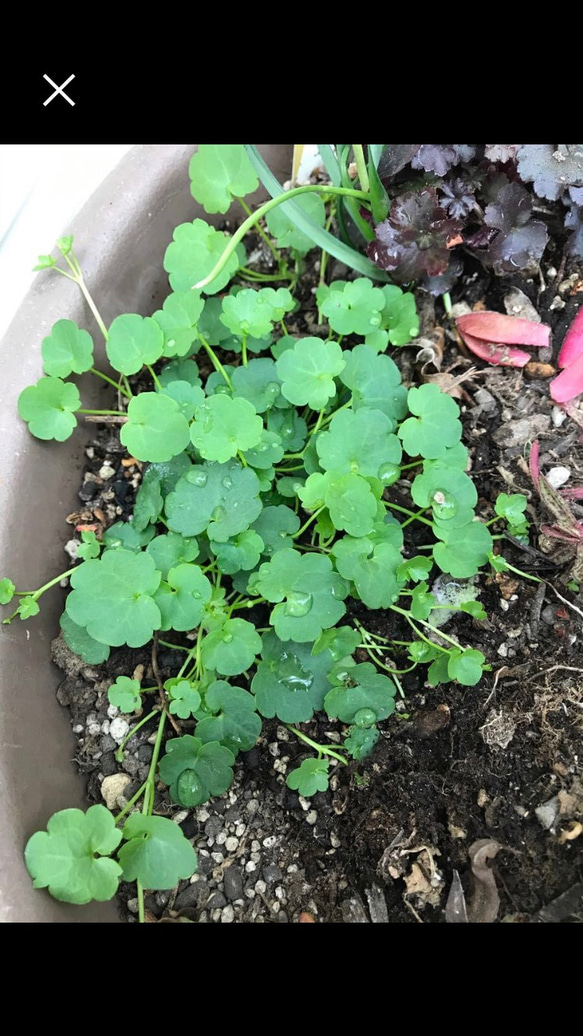 ツタバウンラン（シンバラリア）✨　　　レア❣️な白花の種　　だいたい100粒以上‼️ 4枚目の画像