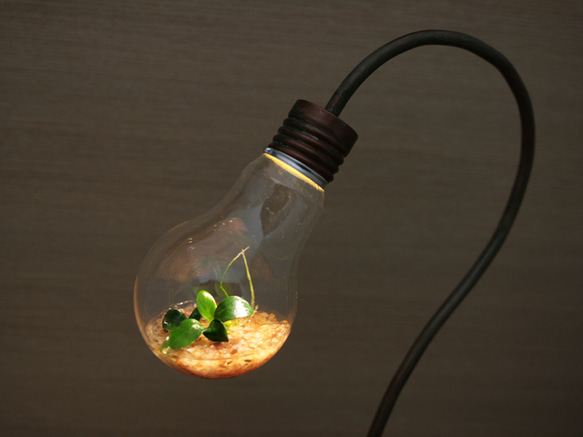 bulb terrarium 1枚目の画像